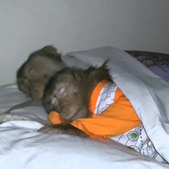 Slapen Is Voor Apen(improved)