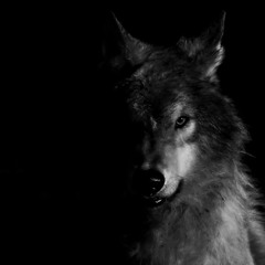 Ах Голубая Ночь