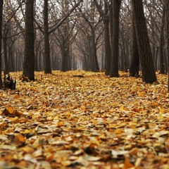 The Last Leaf Falls - Autumn