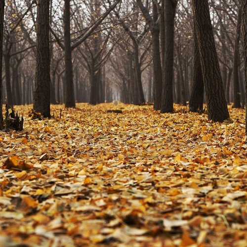 The Last Leaf Falls - Autumn