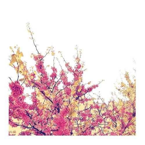 I Dream In Pastel Pink