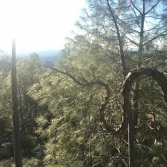 What I Want (Live Acoustic w/ Looper)