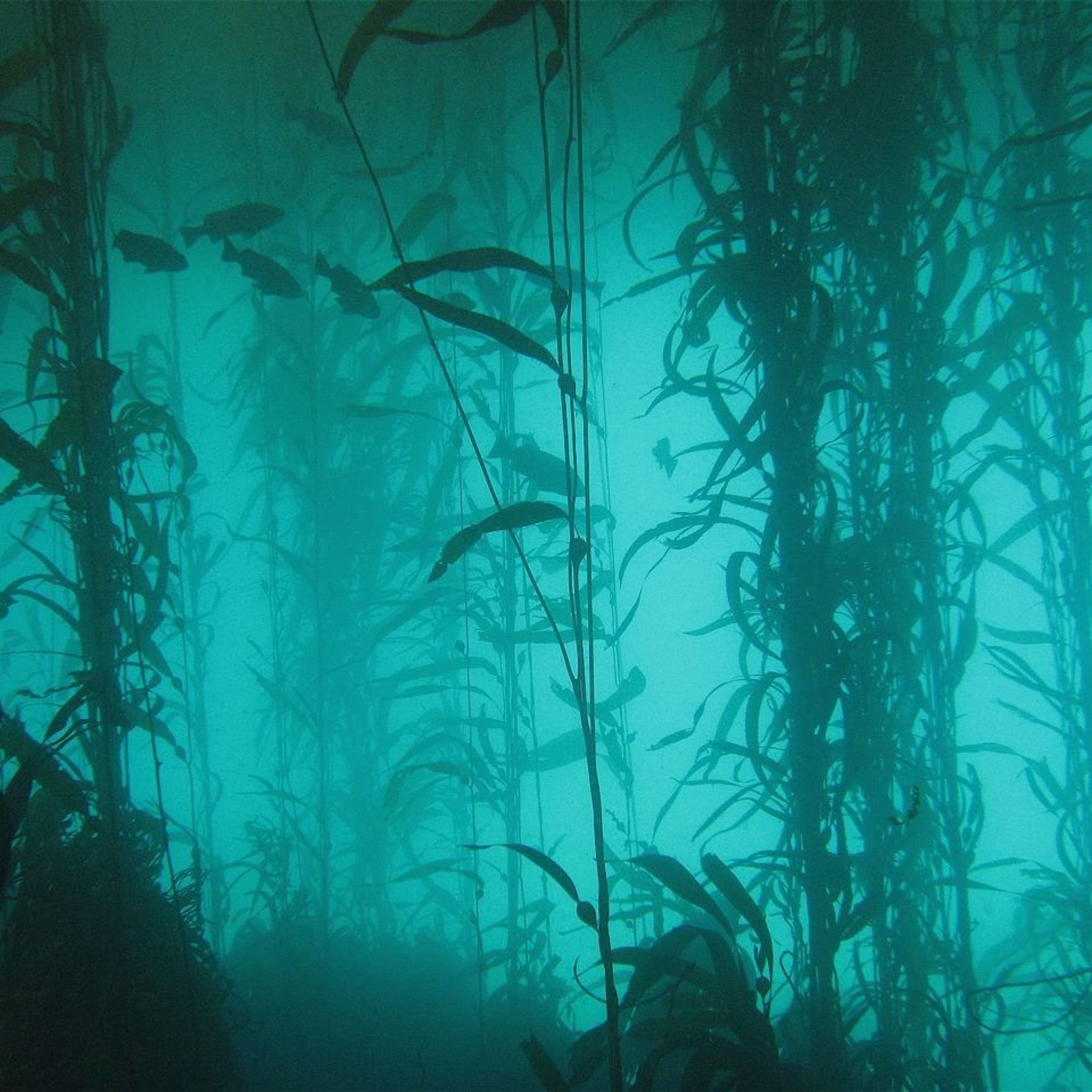 Seaweed episode artwork
