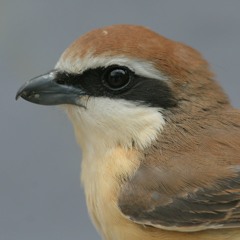 13. Labbar, brunskator och tajgaflugsnppare