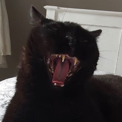 BlackCat (prod.Gunner Yoon)