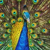 020 PEACOCK DJ mix artwork - Electronic music tracklist cover image