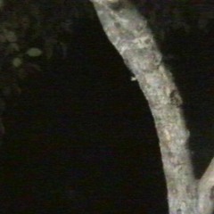 project luna & biocide - nightshade
