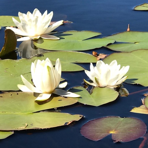 Radical Acceptance - Part 3 - Forgiveness