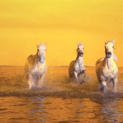 Tragicomedy/トラジコメディ