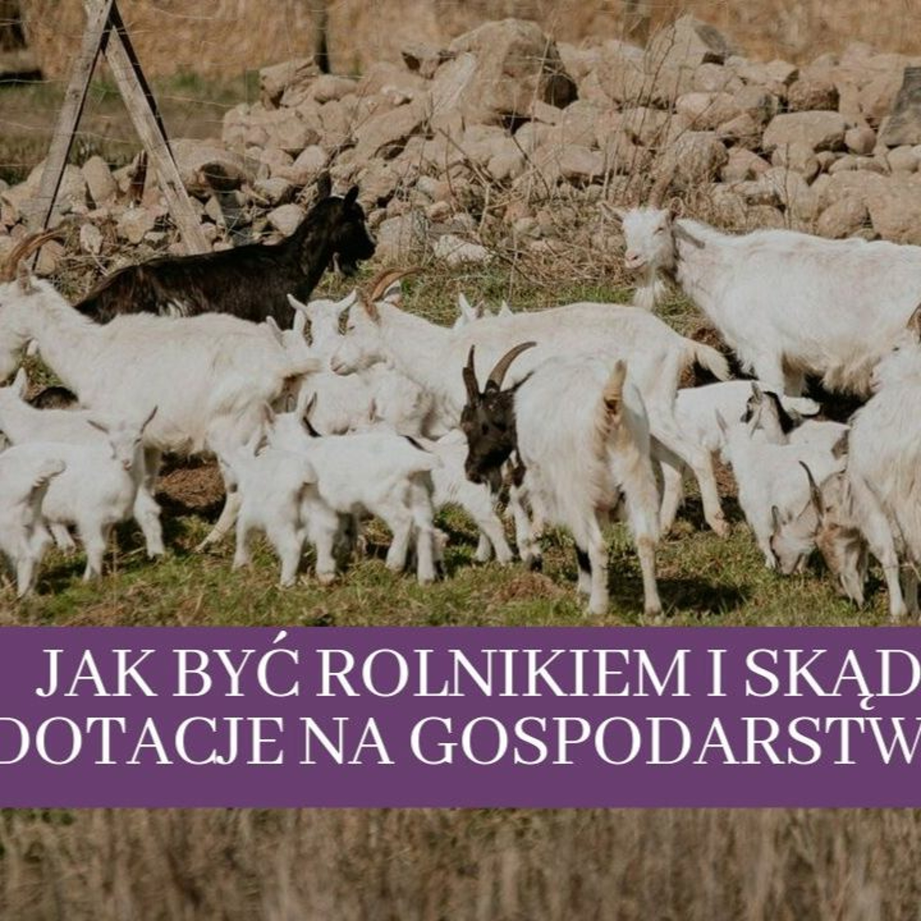 Koza na Lawendzie
