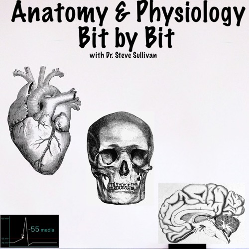 Episode 2 - Homeostasis