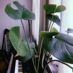 Monstera Deliciosa