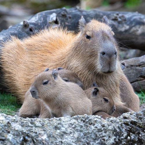 Capybara by Zoo Zürich