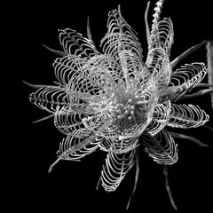 A Bone Flower For You My Dear JSS, Vol. III