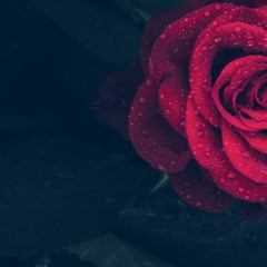 A Rose [is all it takes]