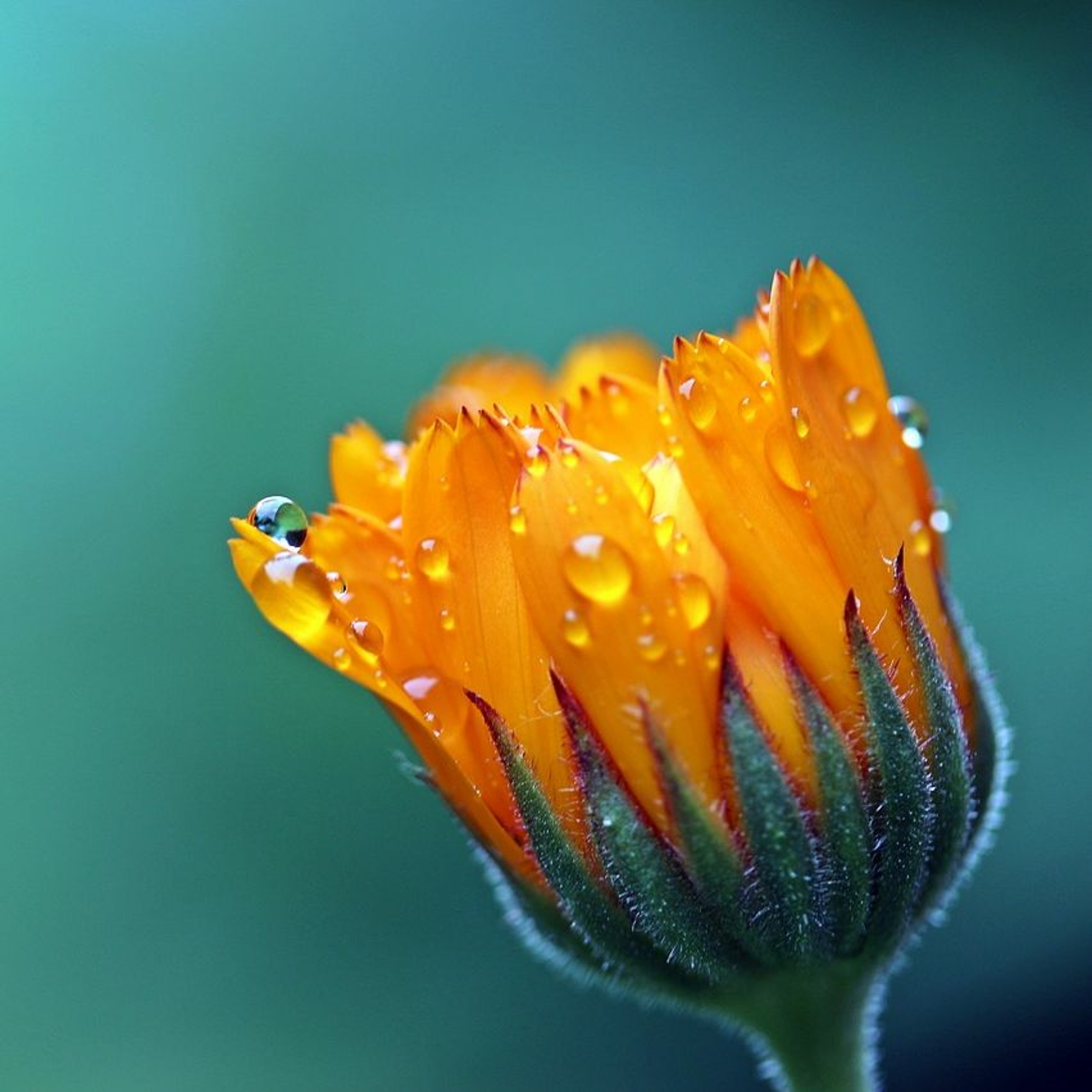 Natural Meditation podcast