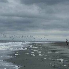 Beneath the Laughing Gulls