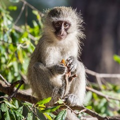 ILUVANIMALS++ FEAT. REJECTEDHEX & PARASYT (PROD. AZRAEL)