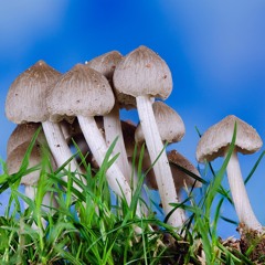 #02 Anna Lowenhaupt Tsing: The mushroom at the end of the world