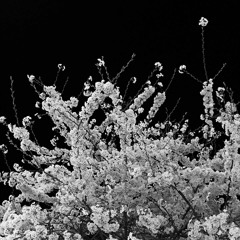 落花 (feat.kelly wei)