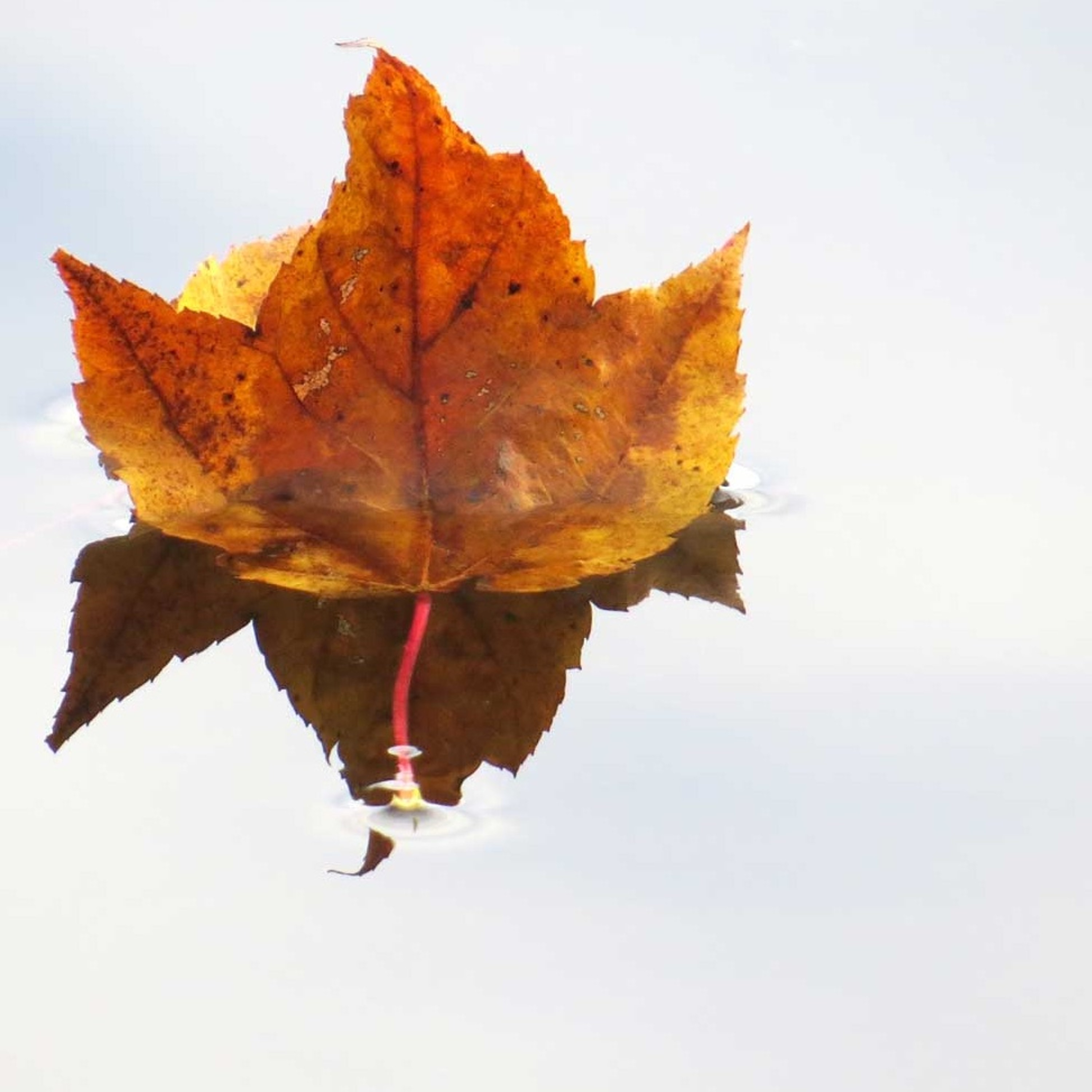 HOMESPUN,  Stories & Poetry