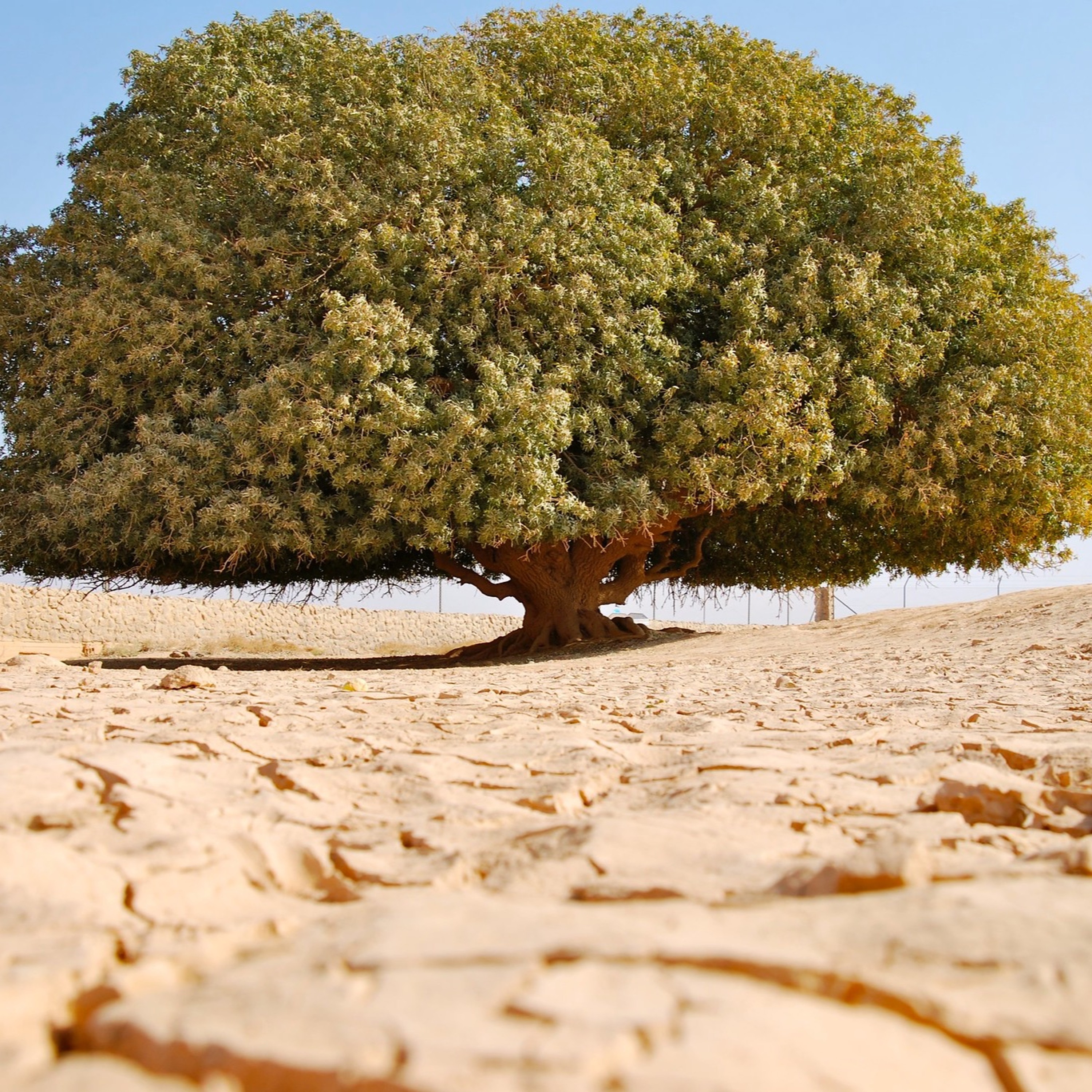 Al-Maqasid