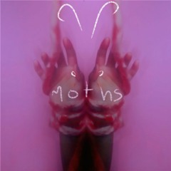 Siv Disa - moths