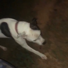 i made a song for this dog i can't stop thinking about him i love u dog