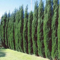 Junipers System