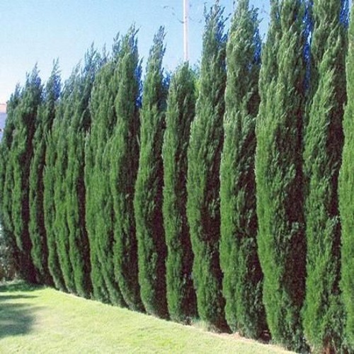 Junipers System