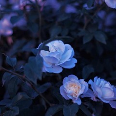 blue flowers. [lofi edit]