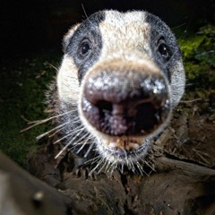 Turn It Around -  Stinkbadger