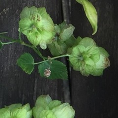 19 Among The Appletrees