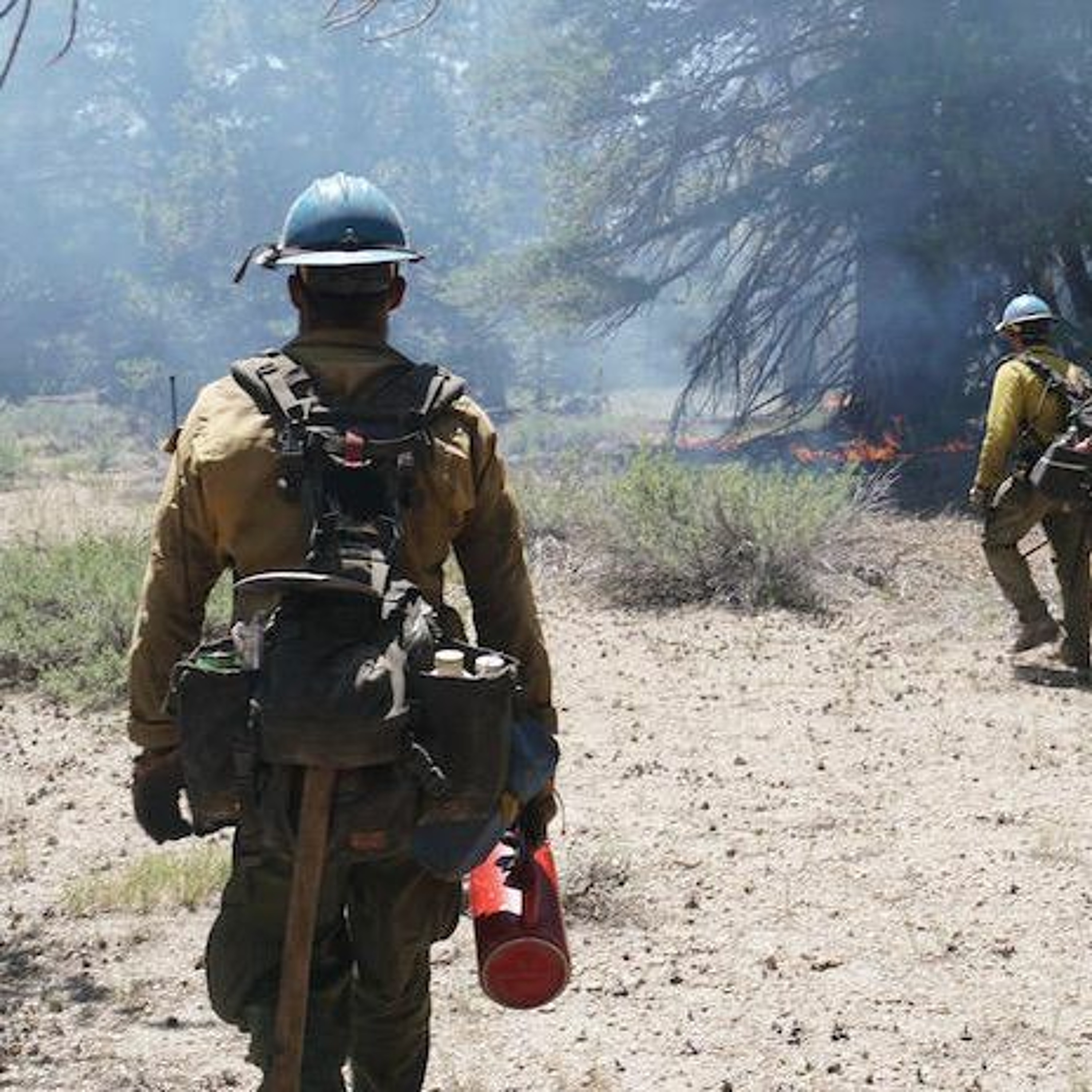 This Fire Chief Says Wildfires Can Be Good For The Forest episode artwork