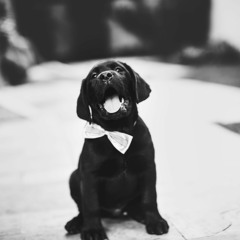 The Perfect Bow Tie