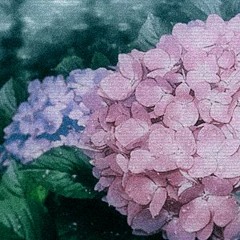 hydrangea
