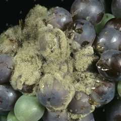 Lii 5 [SKEACH SKLUM SKEAR]