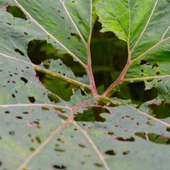 Grow - Ambient Documentary Music