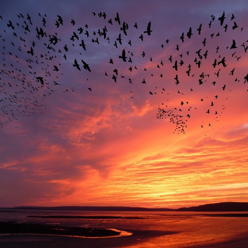 Stream “Arrival of the Birds”, by The Cinematic Orchestra, Arr. Evan  VanDoren by Evan VanDoren Music | Listen online for free on SoundCloud