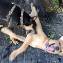 TOPGUNN - DETALJEN XTRA ++