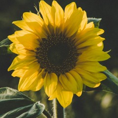 Sunflower | Vocal Cover (Demo)