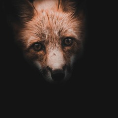 Raposa / (Escitalopram 10mg)