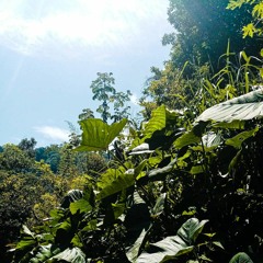 The Rainforests of Minca