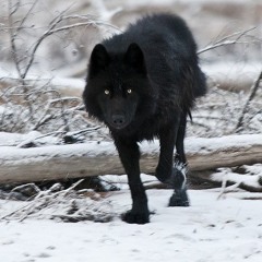 Blackawolf The Bitter Cold
