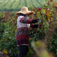 פרק 44 - זמן בציר - כשהענבים עושים את דרכם אל היקב