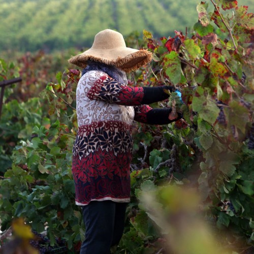 פרק 44 - זמן בציר - כשהענבים עושים את דרכם אל היקב