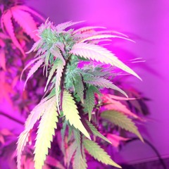 ŠïçkŃĪz TrApPęd