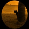 Download Maumere Maumere