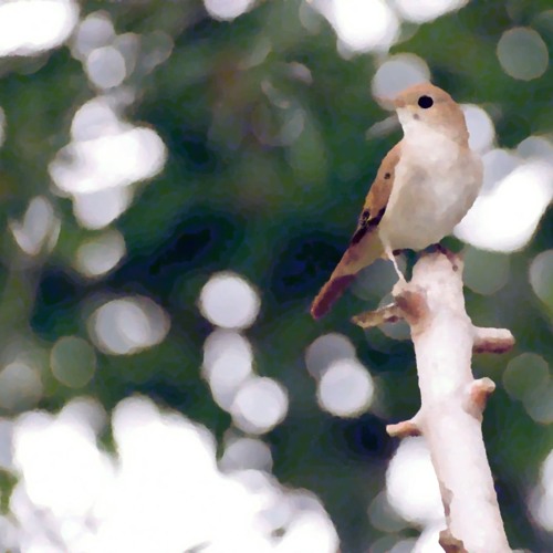 Nightingales