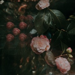 AK & Tim Schaufert // Tides